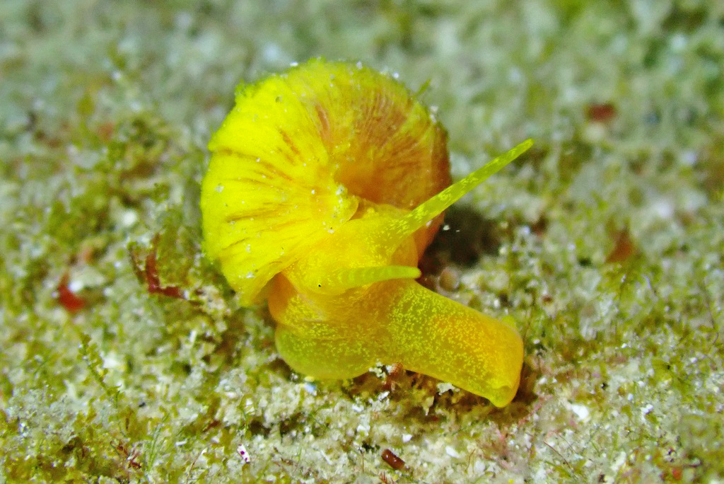 黄色い巻貝
