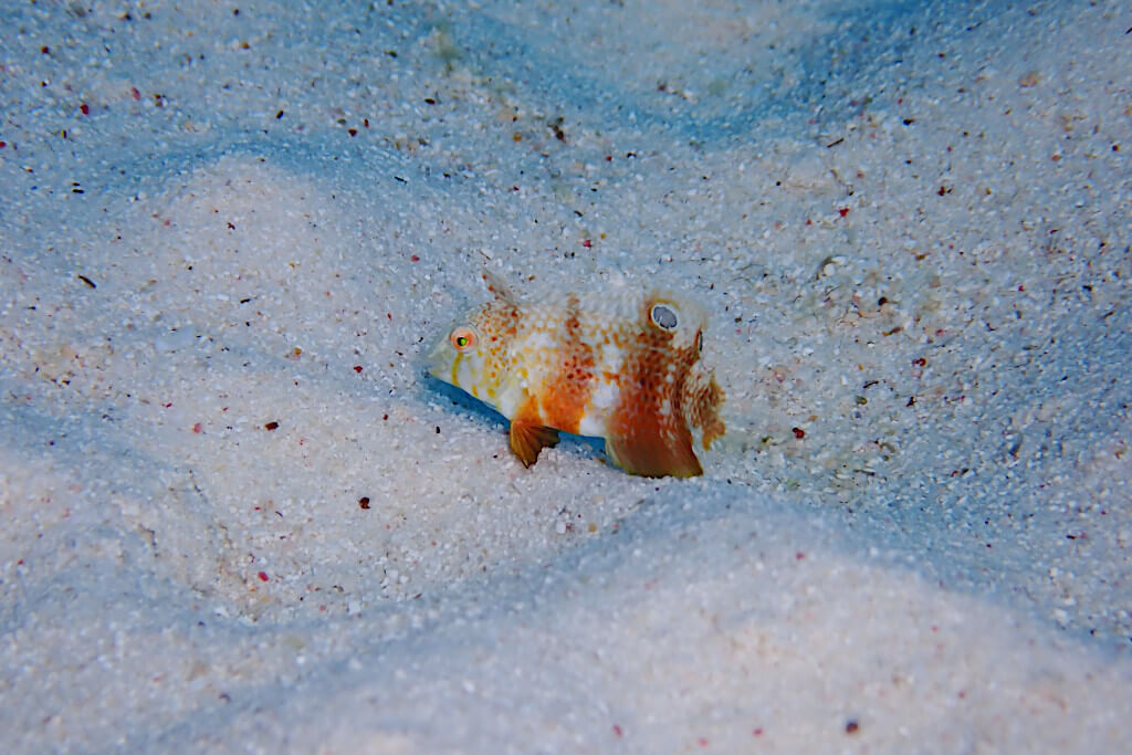 ホウキボシテンス幼魚