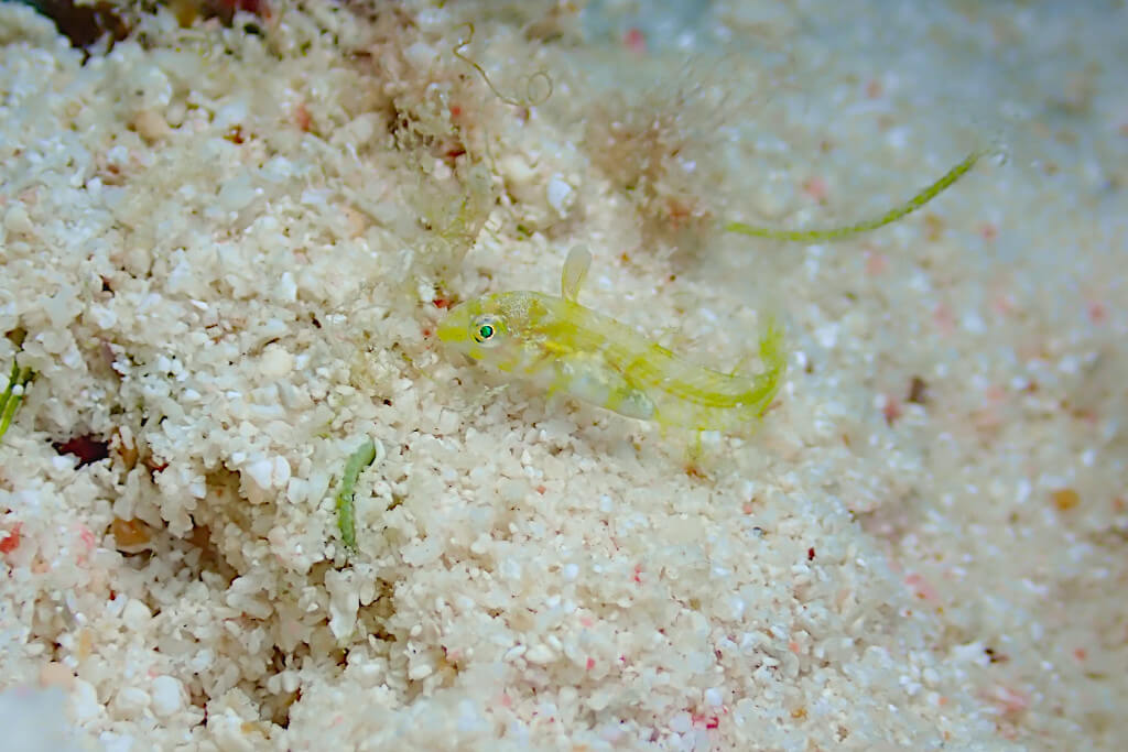 タテヤマベラ幼魚