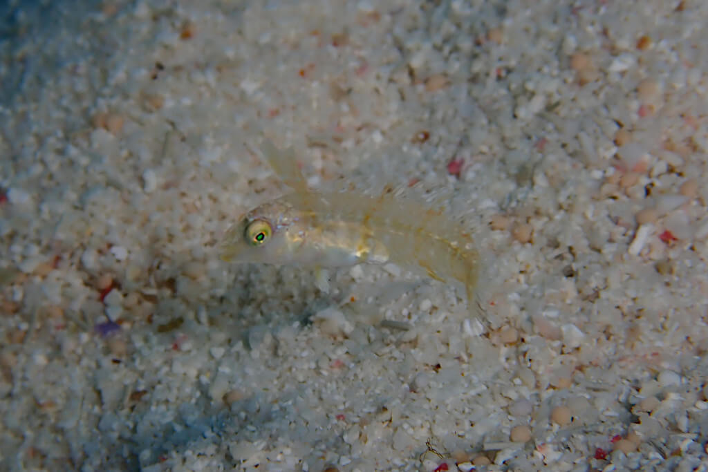 タテヤマベラ幼魚