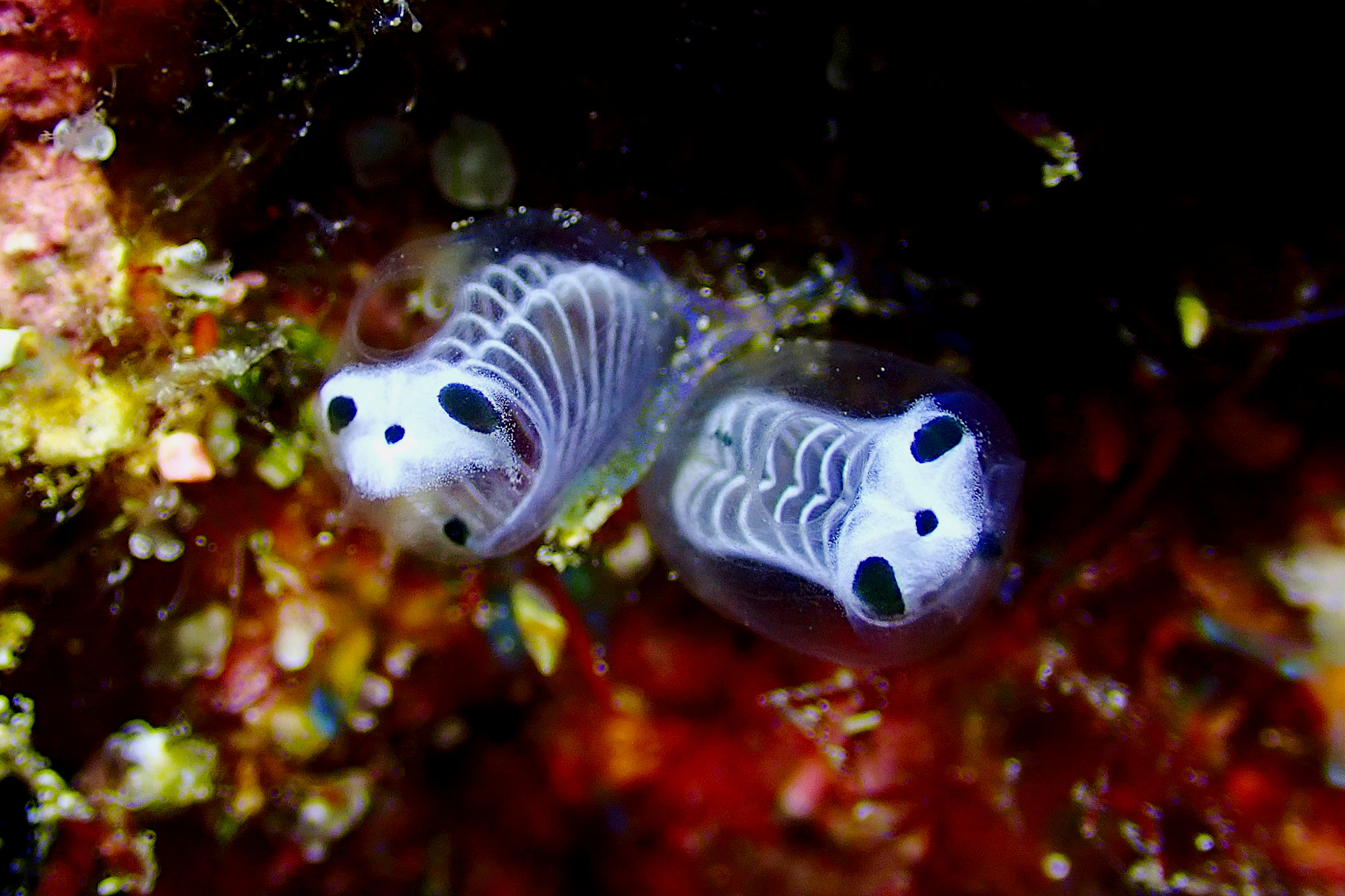 ガイコツパンダホヤも見れてます！！ | 沖縄久米島の少人数制