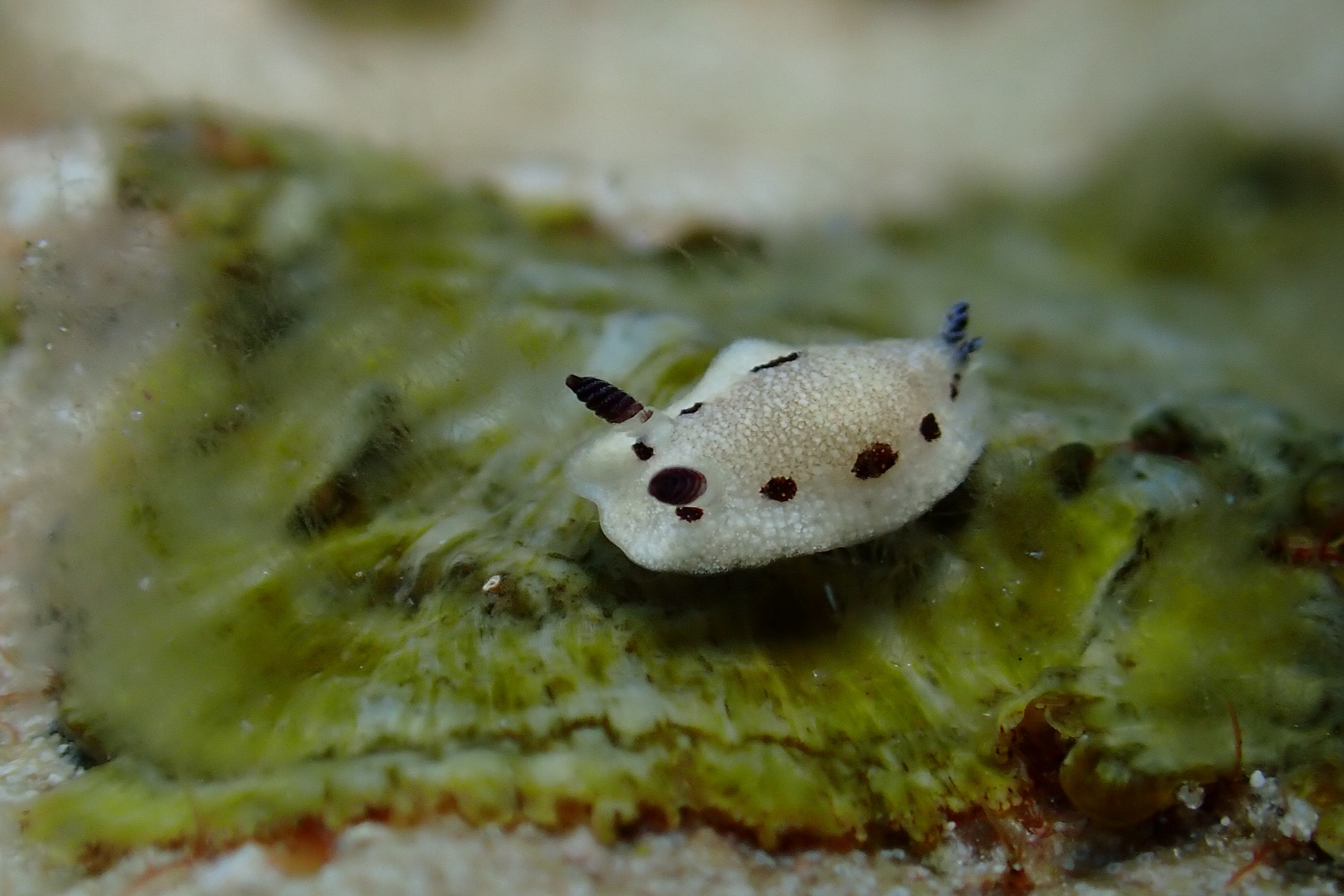 GWのウミウシたち | 沖縄久米島の少人数制ダイビングショップ プラス