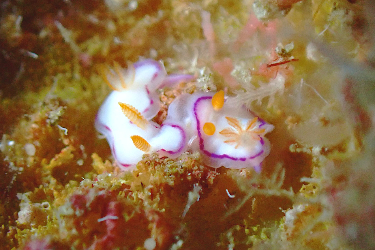 最近のウミウシたち♪ | 沖縄久米島の少人数制ダイビングショップ