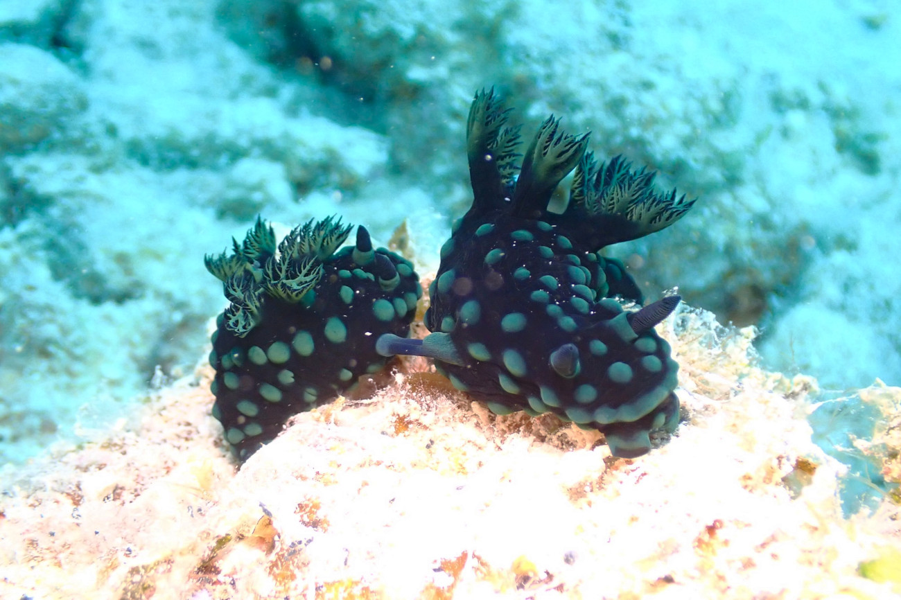 トサカリュウグウウミウシ