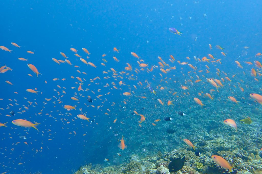 キンギョハナダイとカンザシスズメダイ幼魚