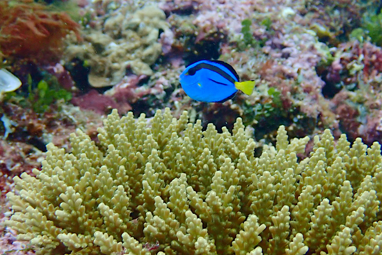 ナンヨウハギ幼魚