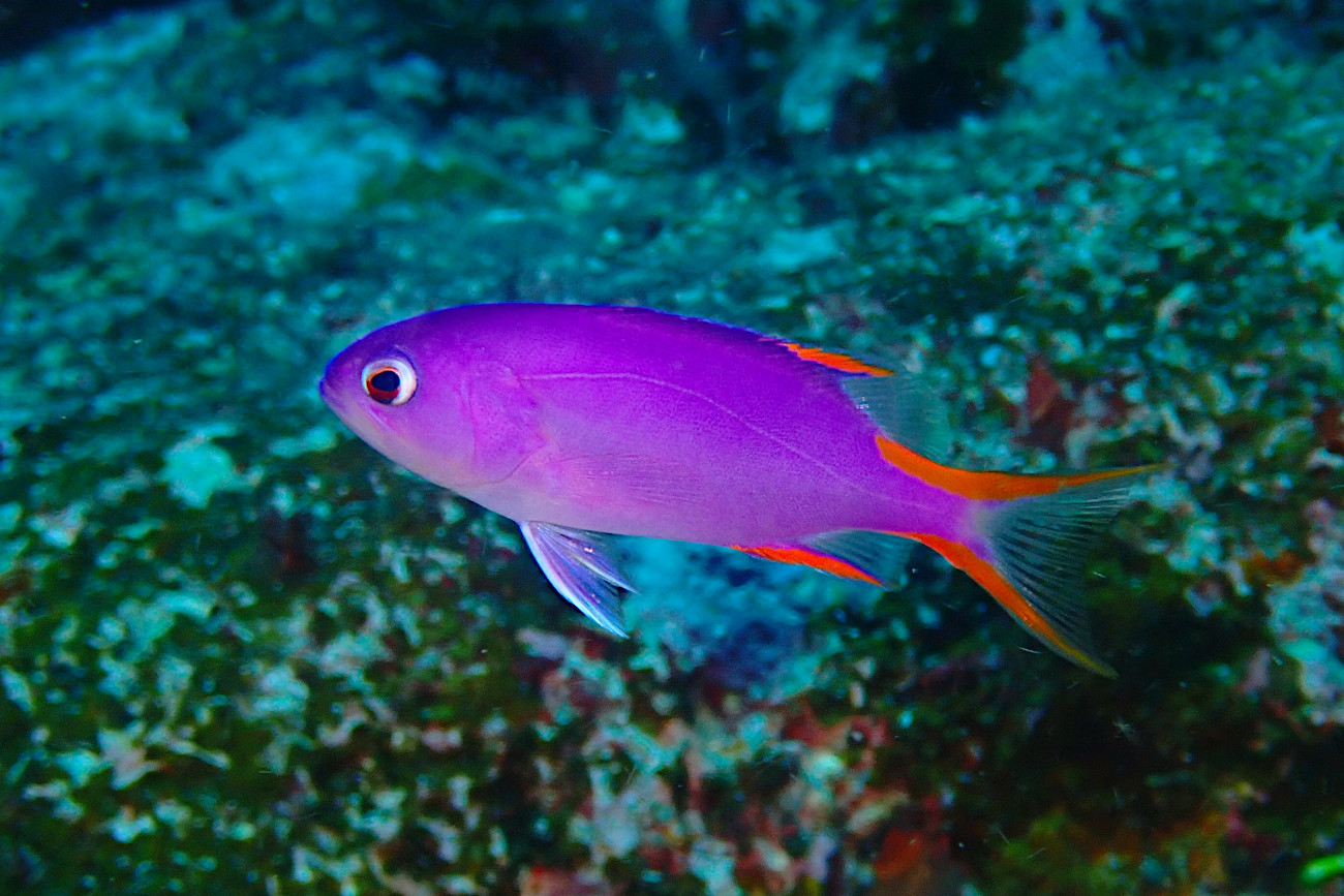 タテスジハタ幼魚