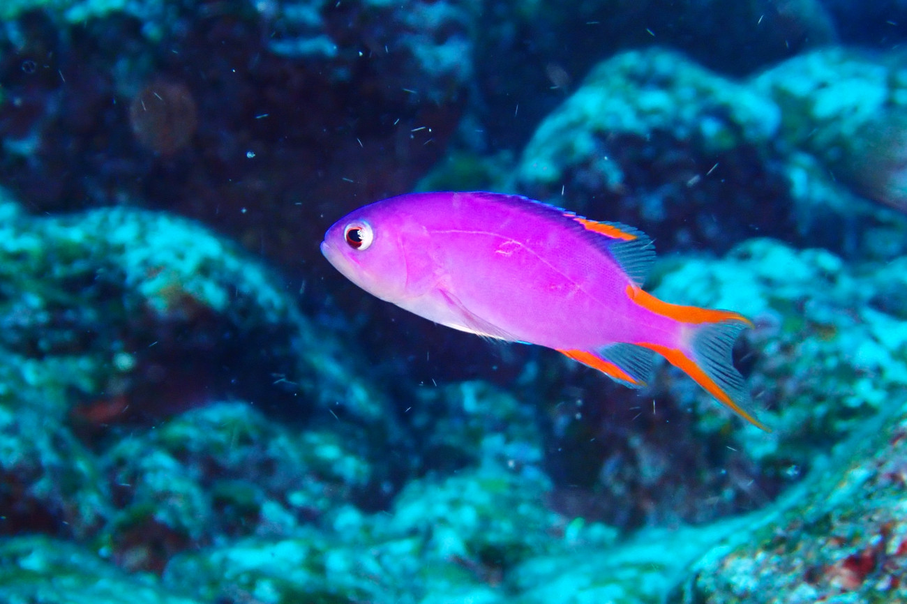 タテスジハタ幼魚