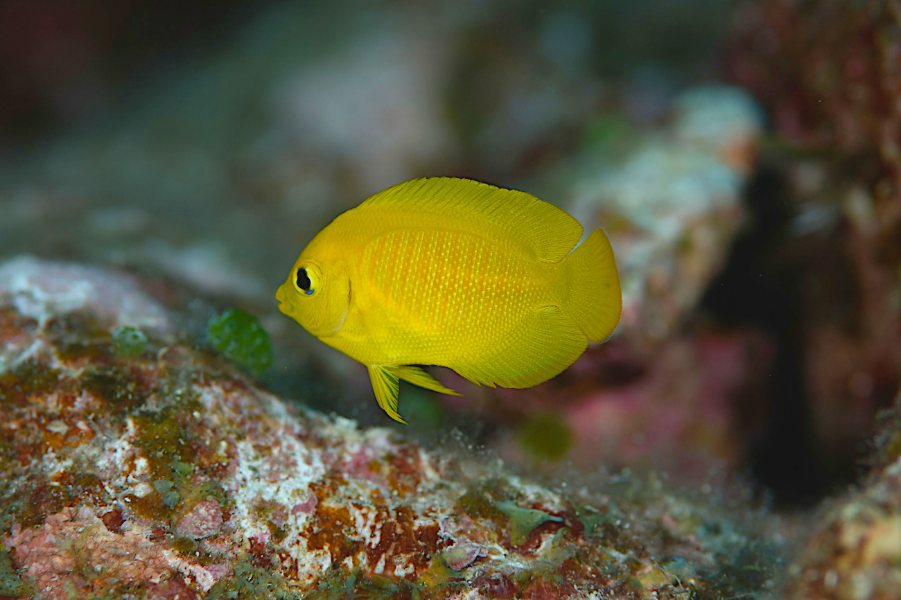 ヘラルドコガネヤッコ幼魚