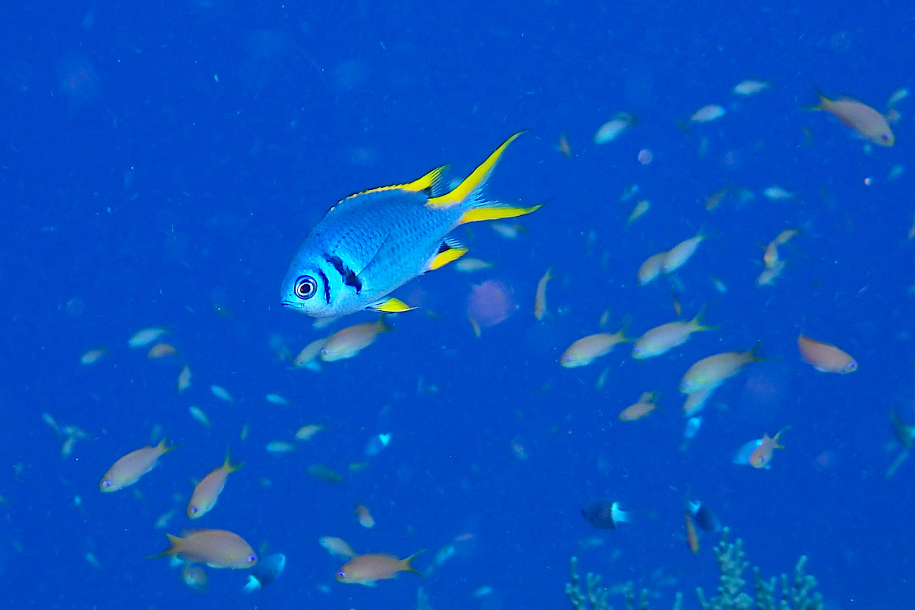 カンザシスズメダイ幼魚