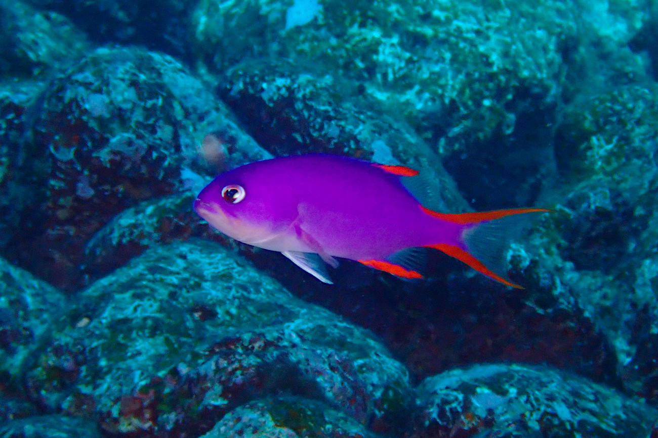 タテスジハタ幼魚