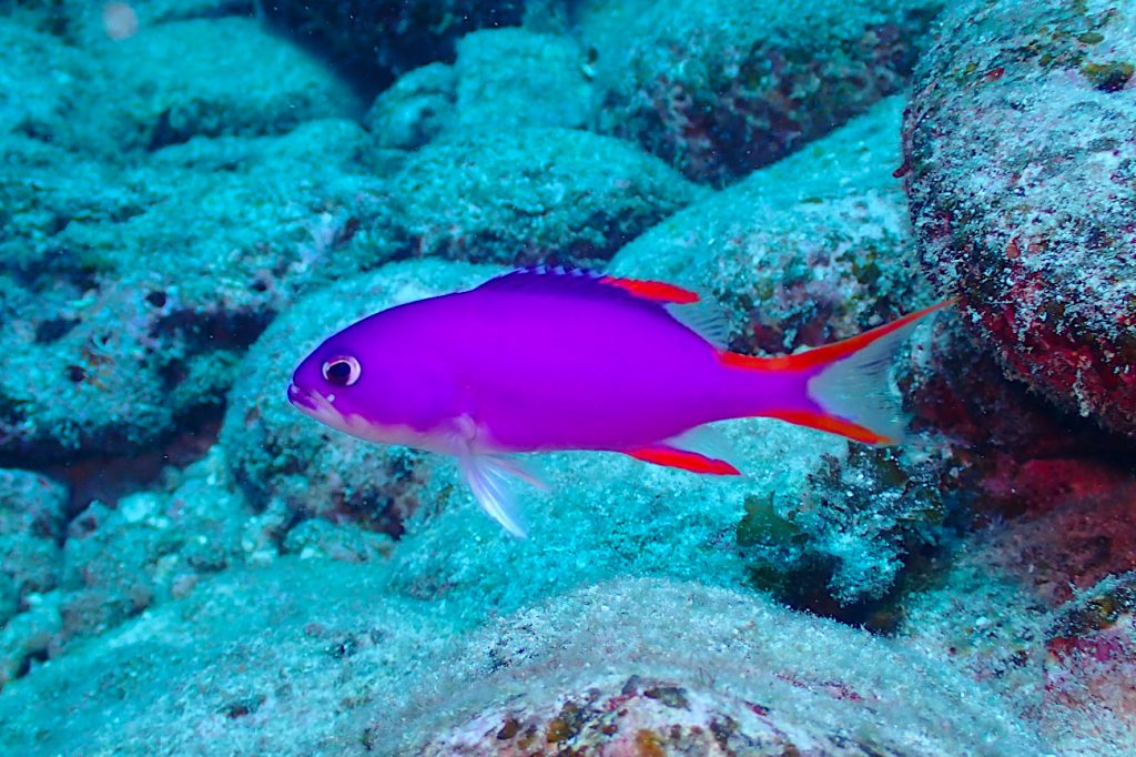 タテスジハタ幼魚