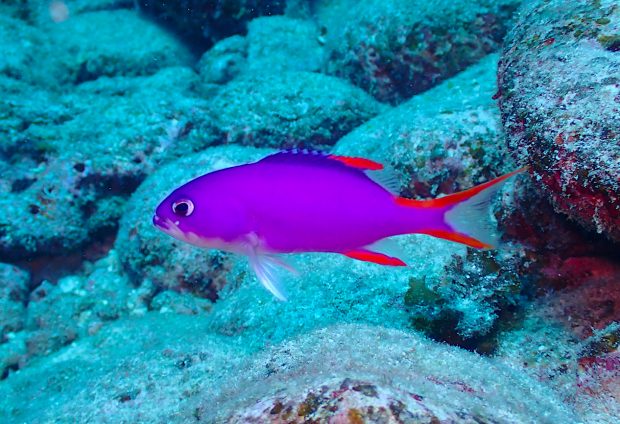 タテスジハタ幼魚