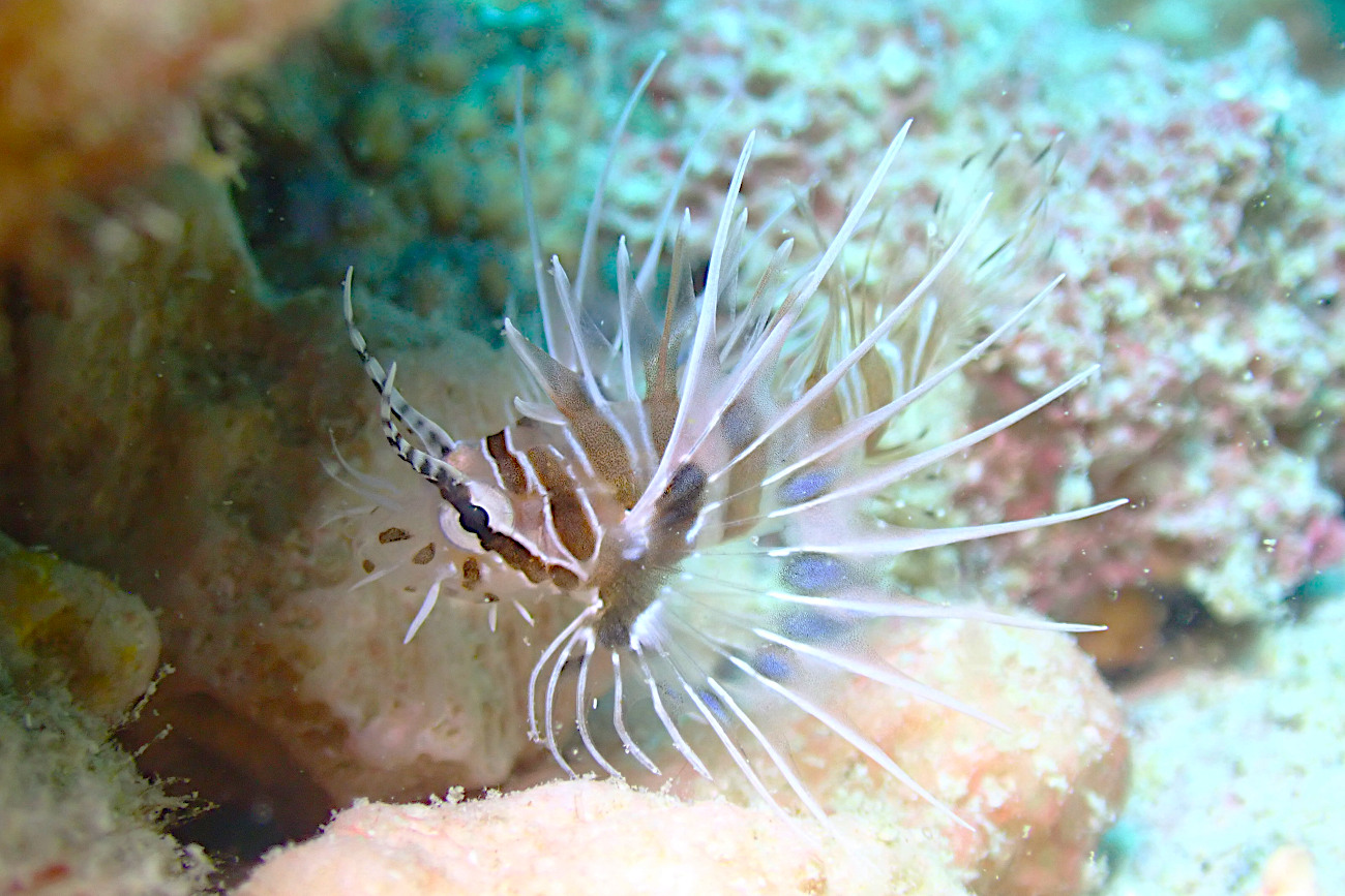 ネッタイミノカサゴ幼魚