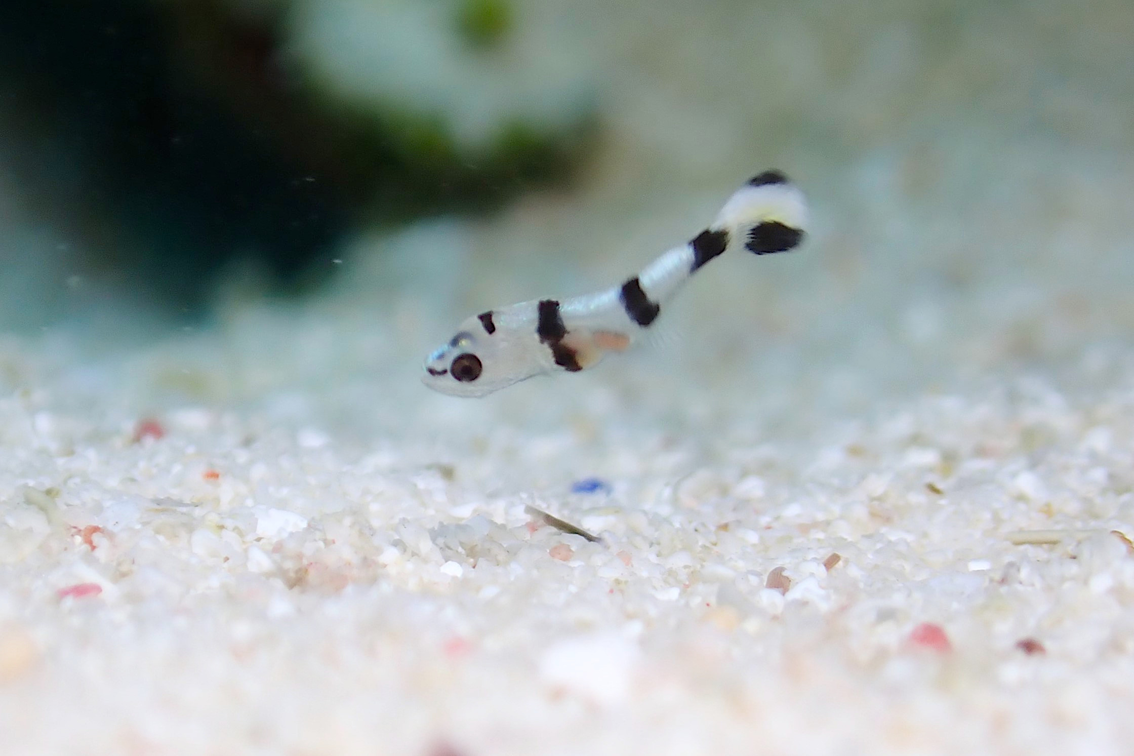 アジアコショウダイ幼魚