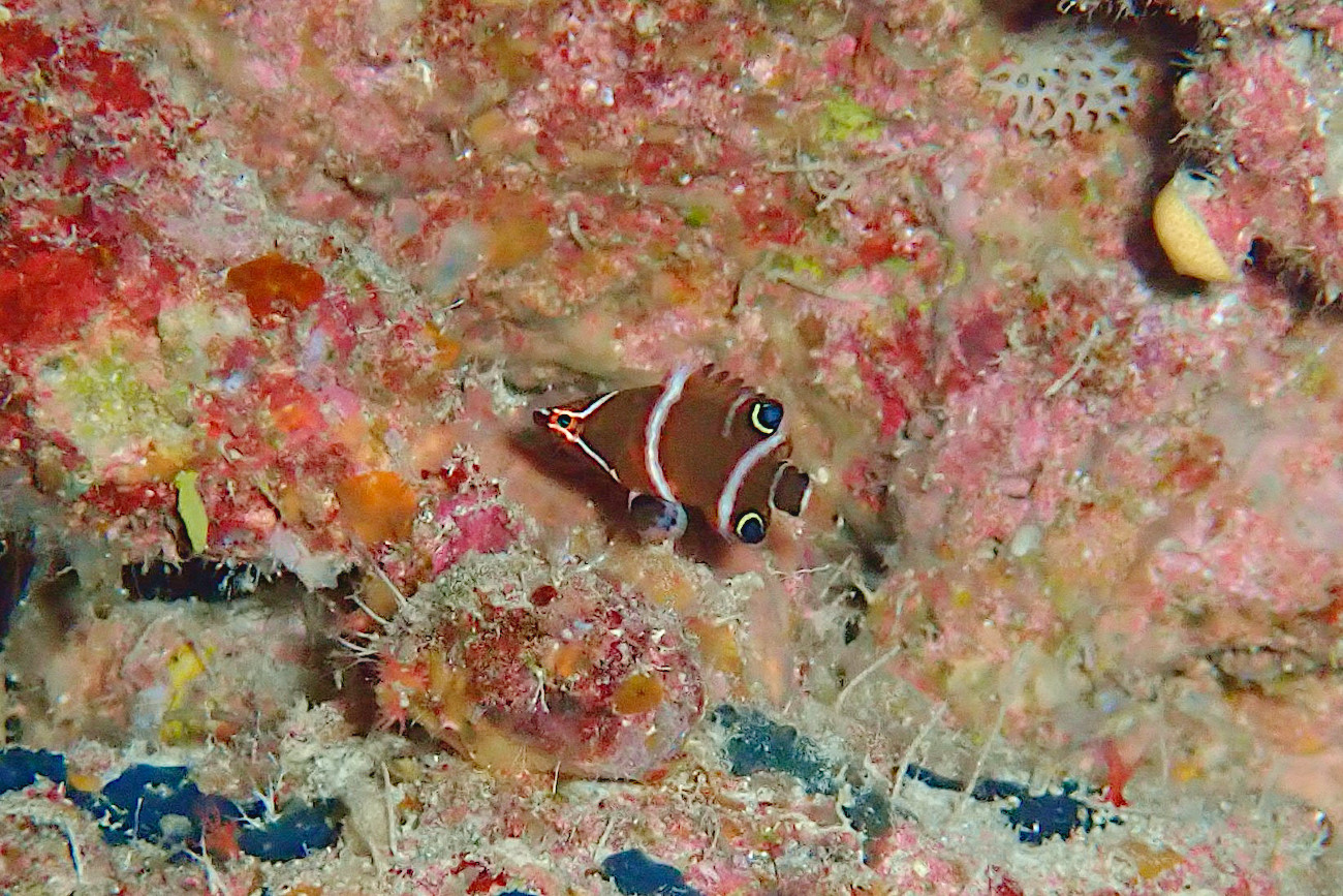 ハシナガベラ幼魚