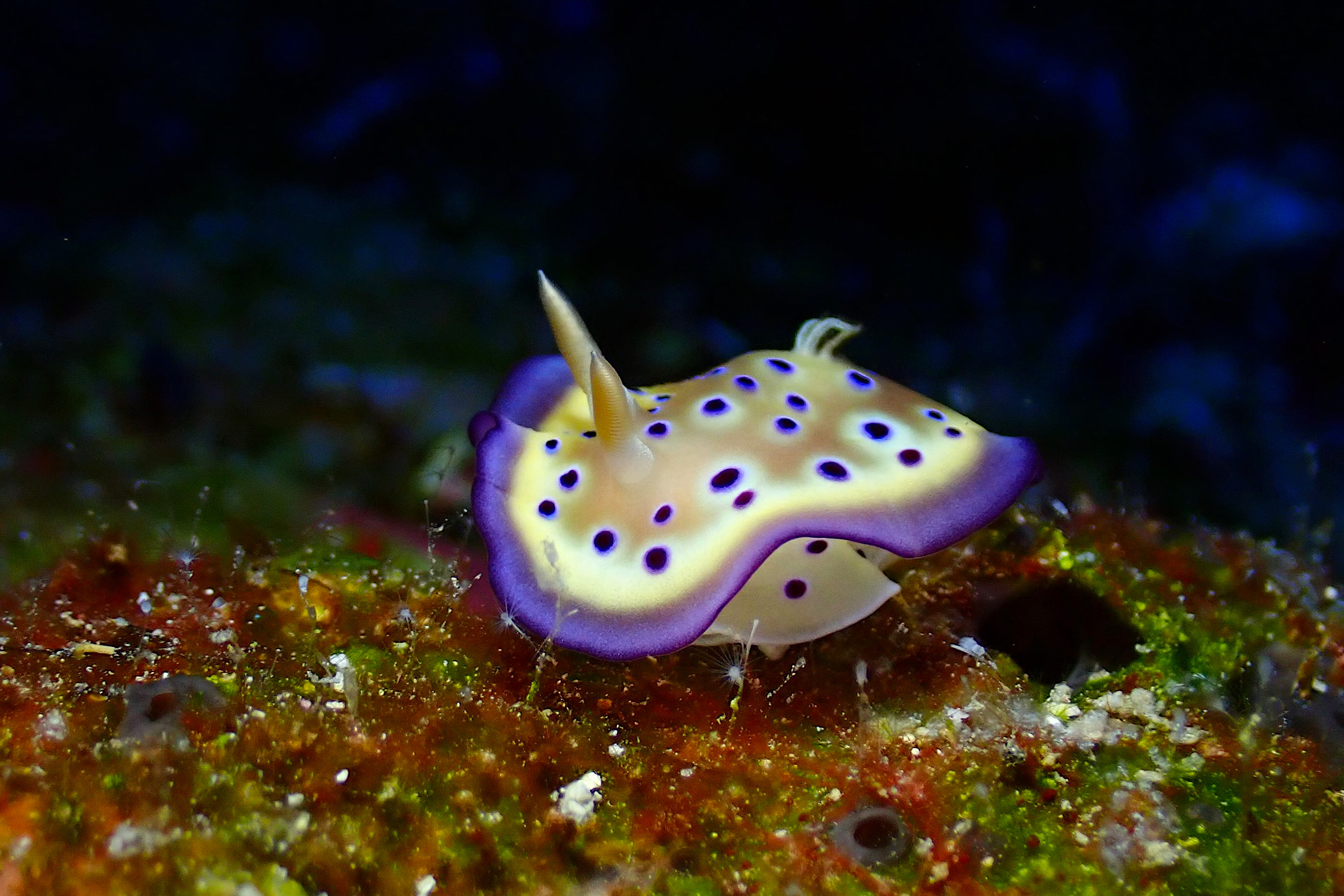 見られるウミウシ変わってきた？ | 沖縄久米島の少人数制ダイビング