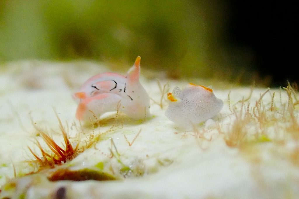 トウモンウミコチョウと並ぶコンニャクウミコチョウ