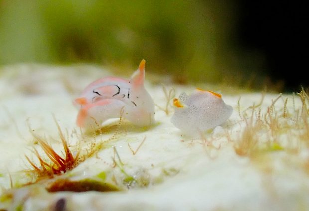 トウモンウミコチョウと並ぶコンニャクウミコチョウ