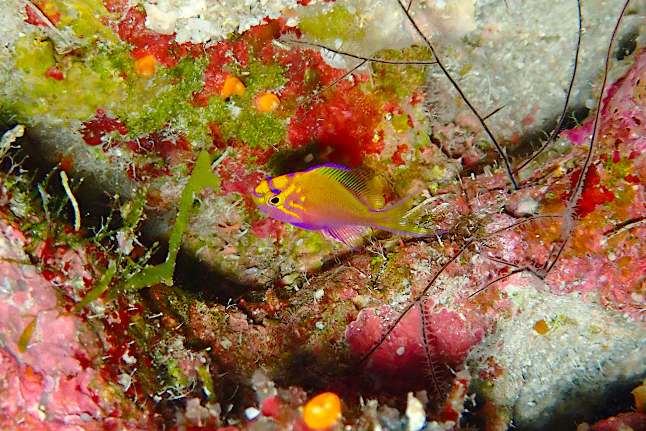 ハナゴンベ幼魚