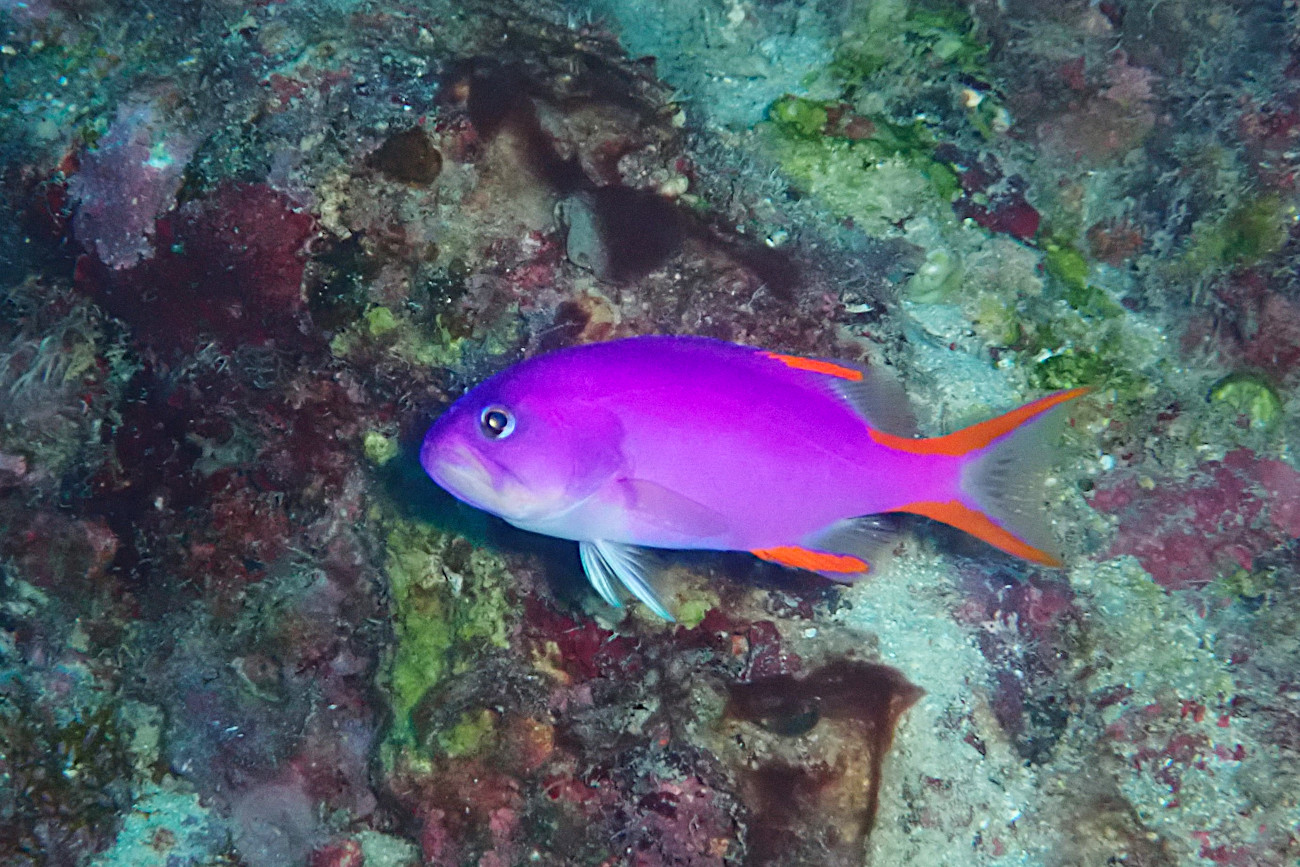 タテスジハタ幼魚