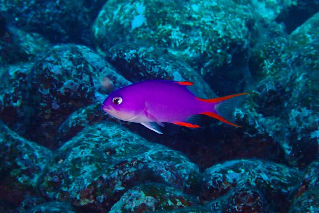 タテスジハタ幼魚