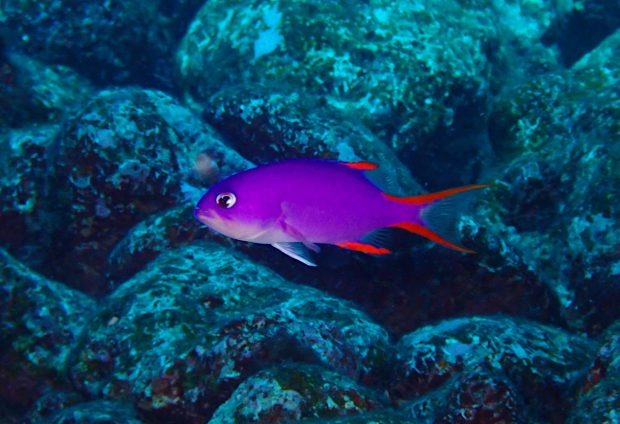 タテスジハタ幼魚