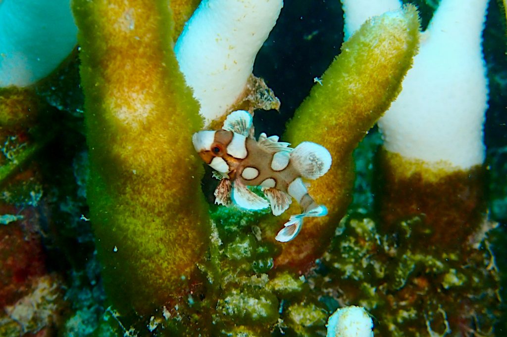 チョウチョウコショウダイ幼魚