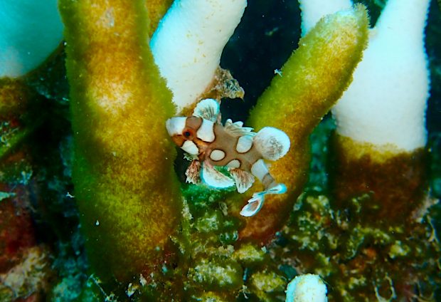 チョウチョウコショウダイ幼魚