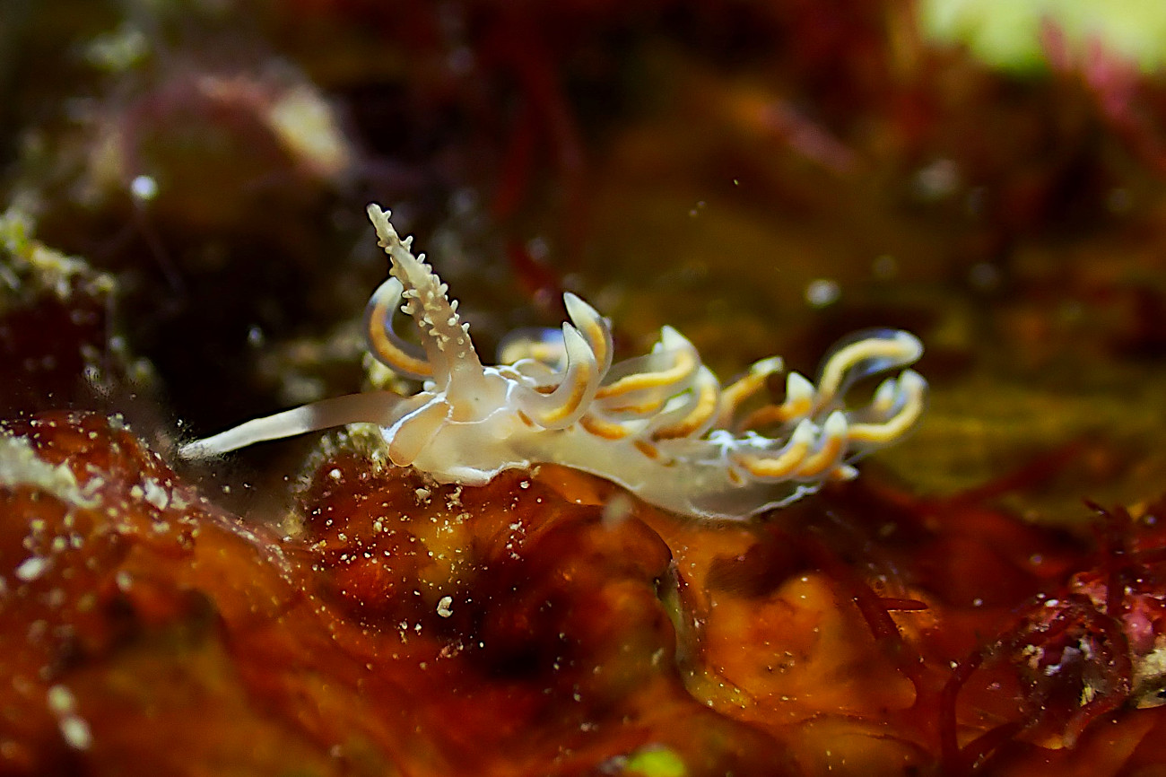 アーラのウミウシが良い感じ！？ | 沖縄久米島の少人数制ダイビング