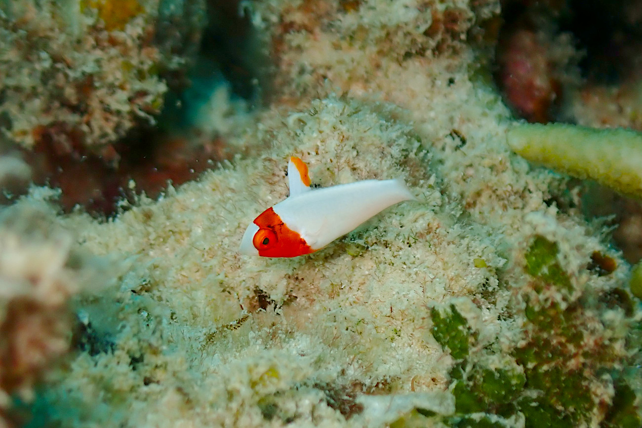 イロブダイ幼魚