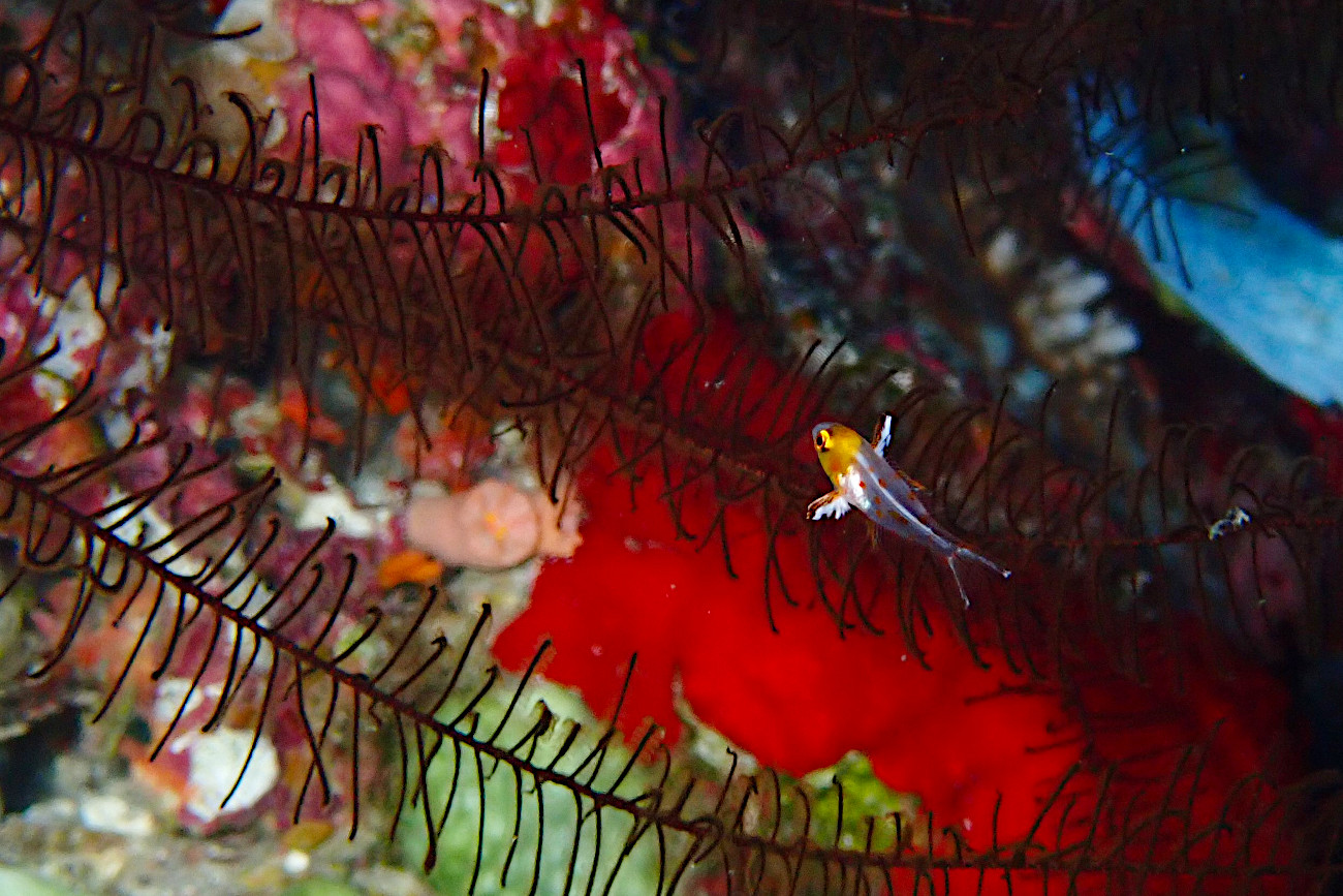 ヒオドシベラ幼魚