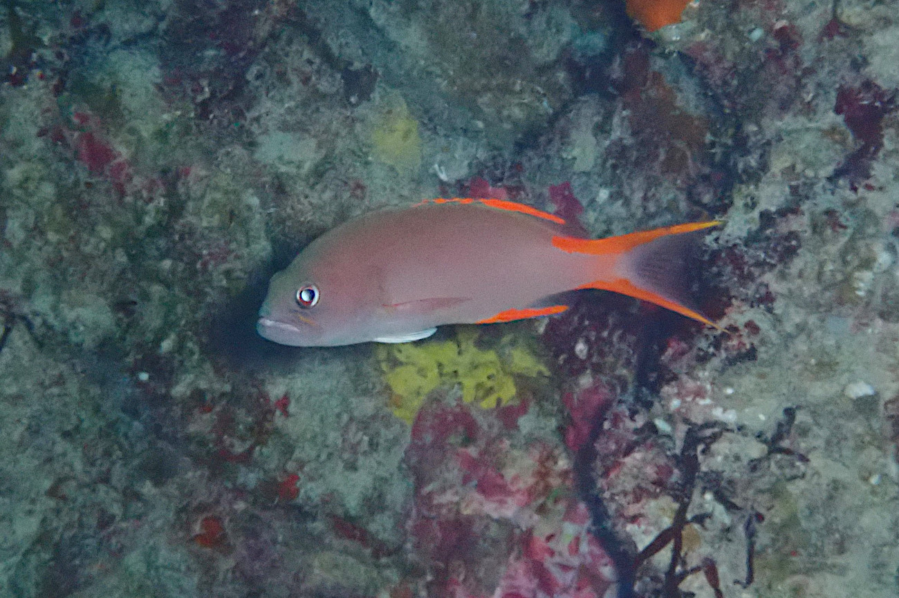 タテスジハタ幼魚