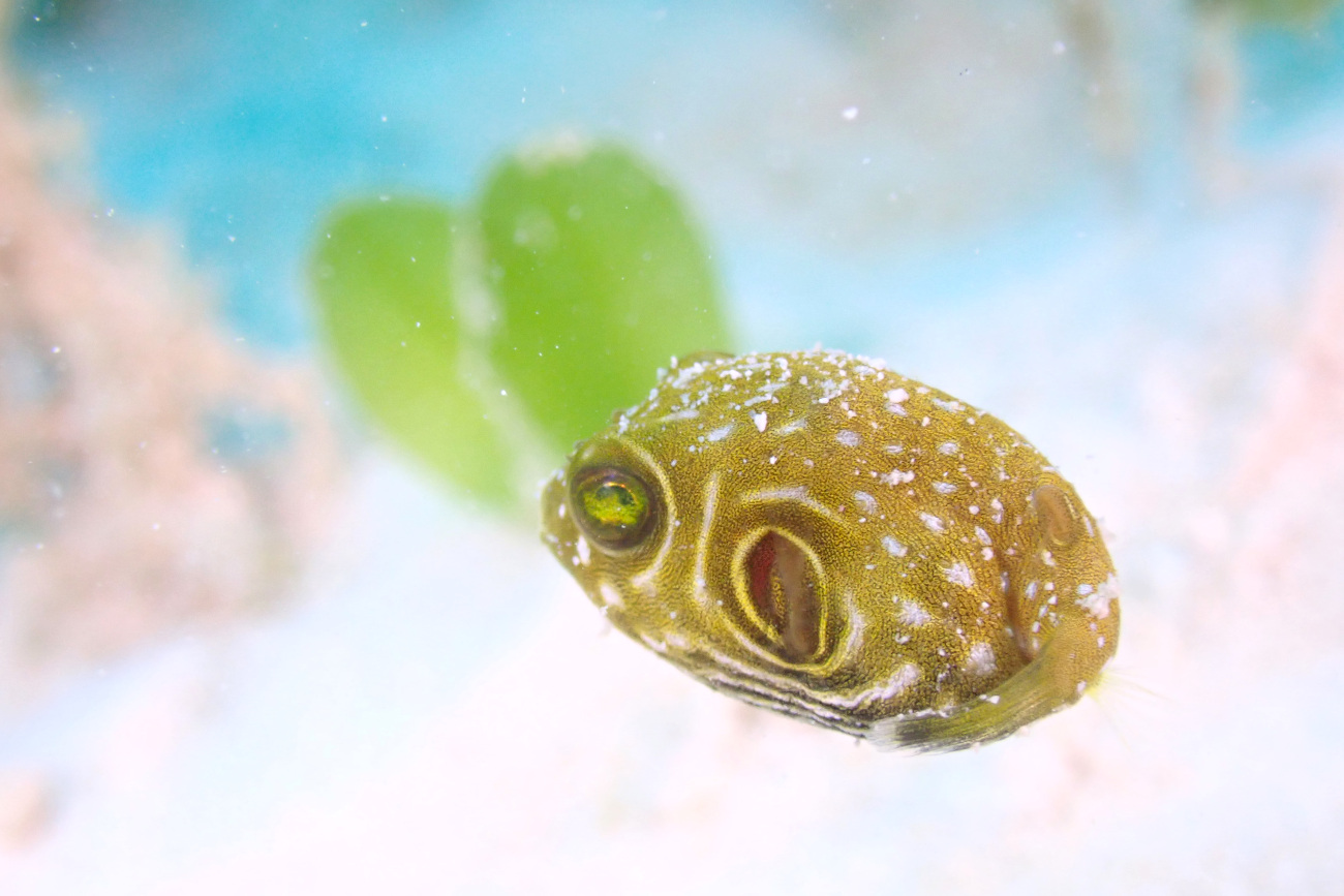 サザナミフグ幼魚