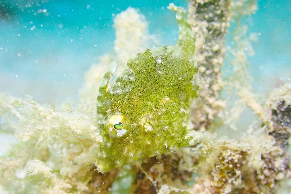 フチドリカワハギ幼魚