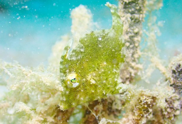 フチドリカワハギ幼魚