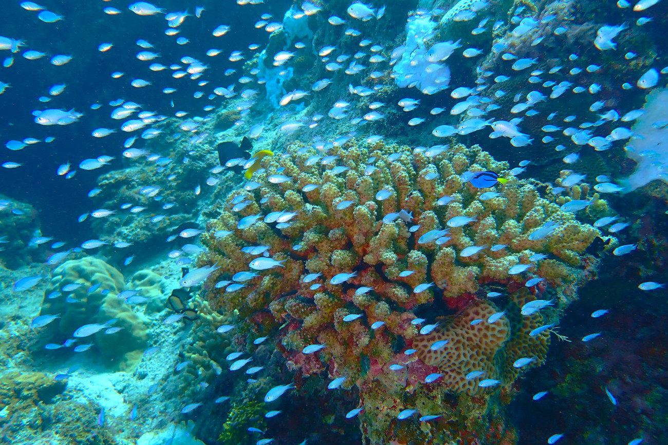 ナンヨウハギ幼魚