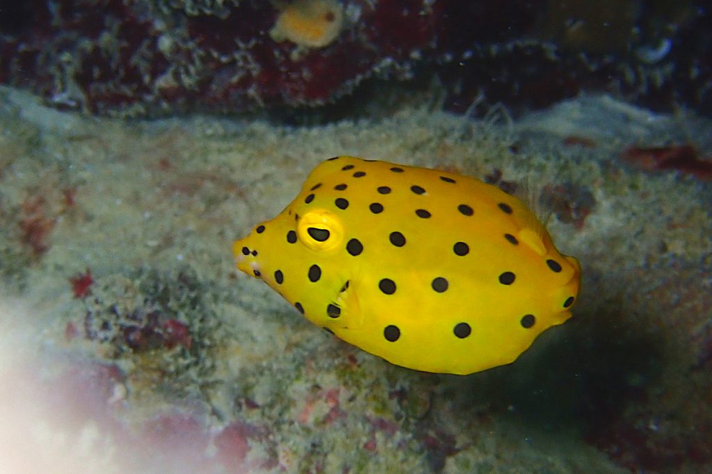 ミナミハコフグ幼魚