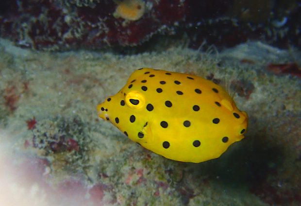 ミナミハコフグ幼魚