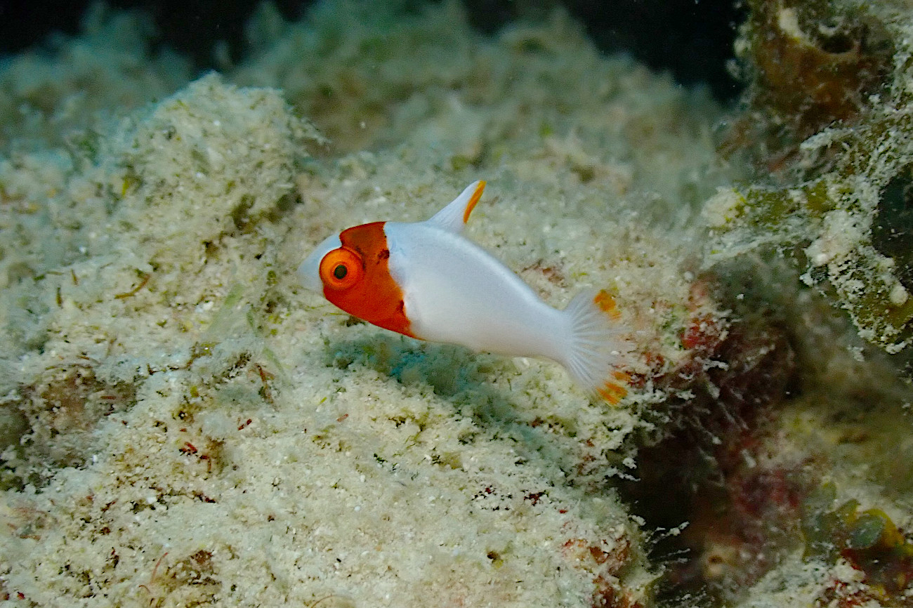 イロブダイ幼魚