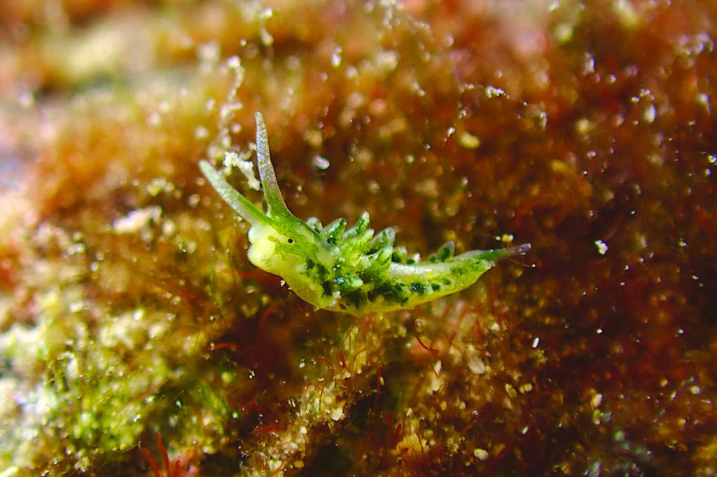 ハダカモウミウシ科の一種