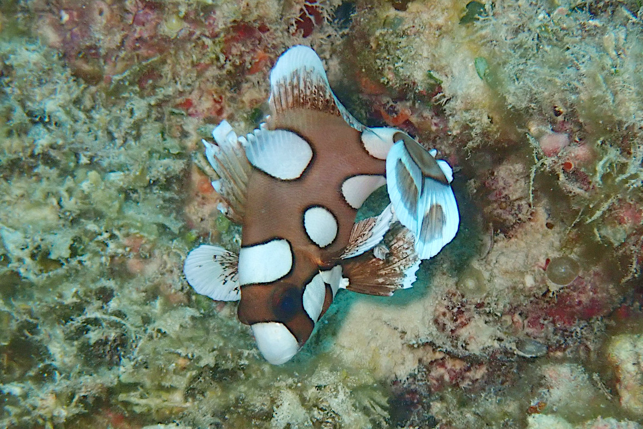 チョウチョウコショウダイ幼魚