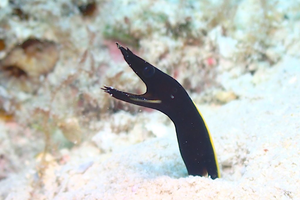 ハナヒゲウツボ幼魚