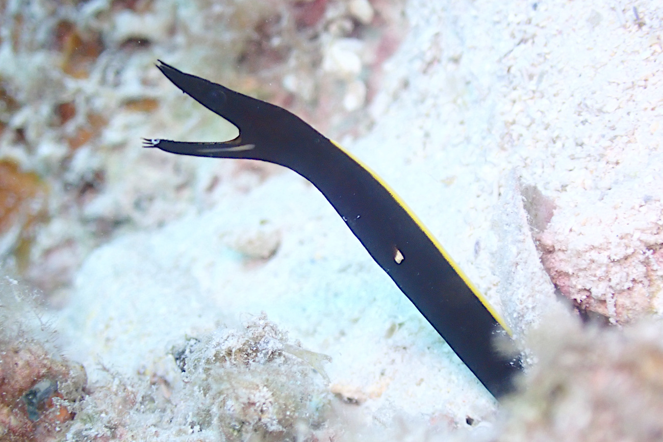 ハナヒゲウツボ幼魚