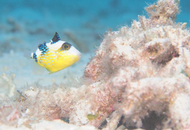 イソモンガラ幼魚