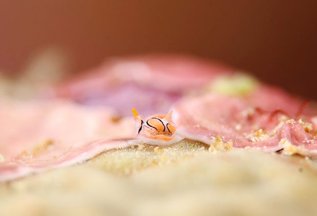 トウモンウミコチョウ