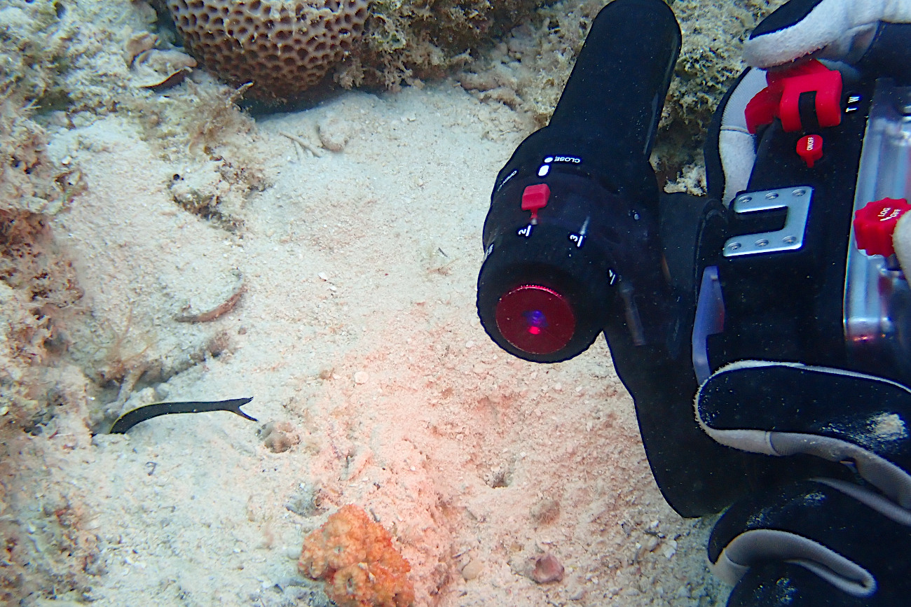 ハナヒゲウツボ幼魚