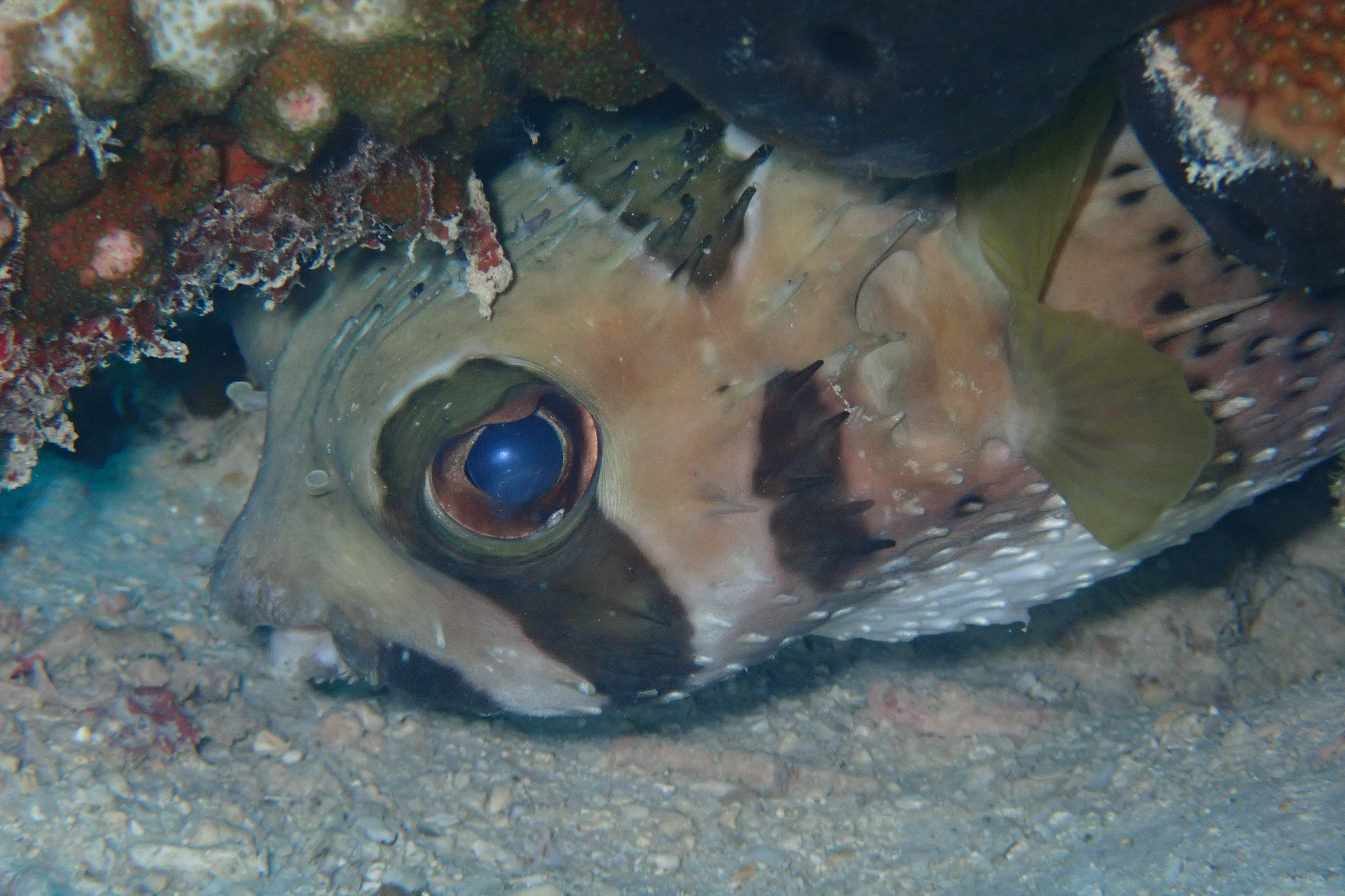 ヒトヅラハリセンボン