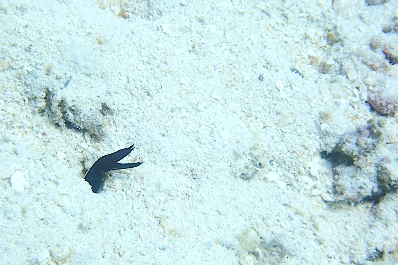 ハナヒゲウツボ幼魚
