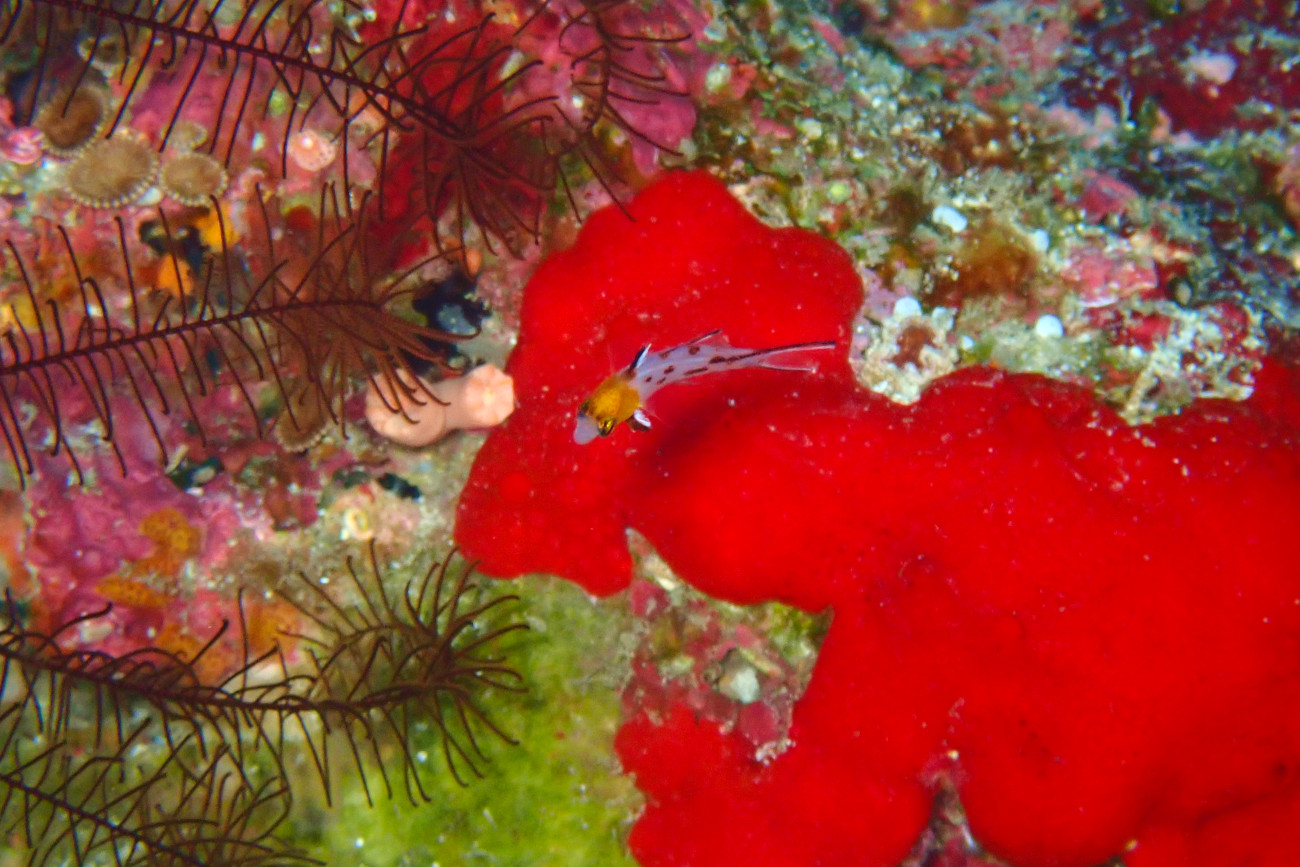 ヒオドシベラ幼魚